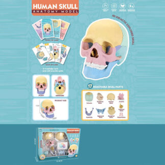 Ігровий набір "Анатомія людини" W 618 розмір: 8,5х14,5х11 см, 10 карток, 17 елементів, в коробці
