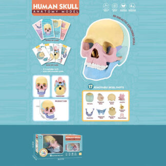 Ігровий набір "Анатомія людини" W 619 розмір: 8,5х14,5х11 см, 10 карток, 17 елементів, в коробці